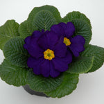 Primula Acaulis 'Evie Blue' X12