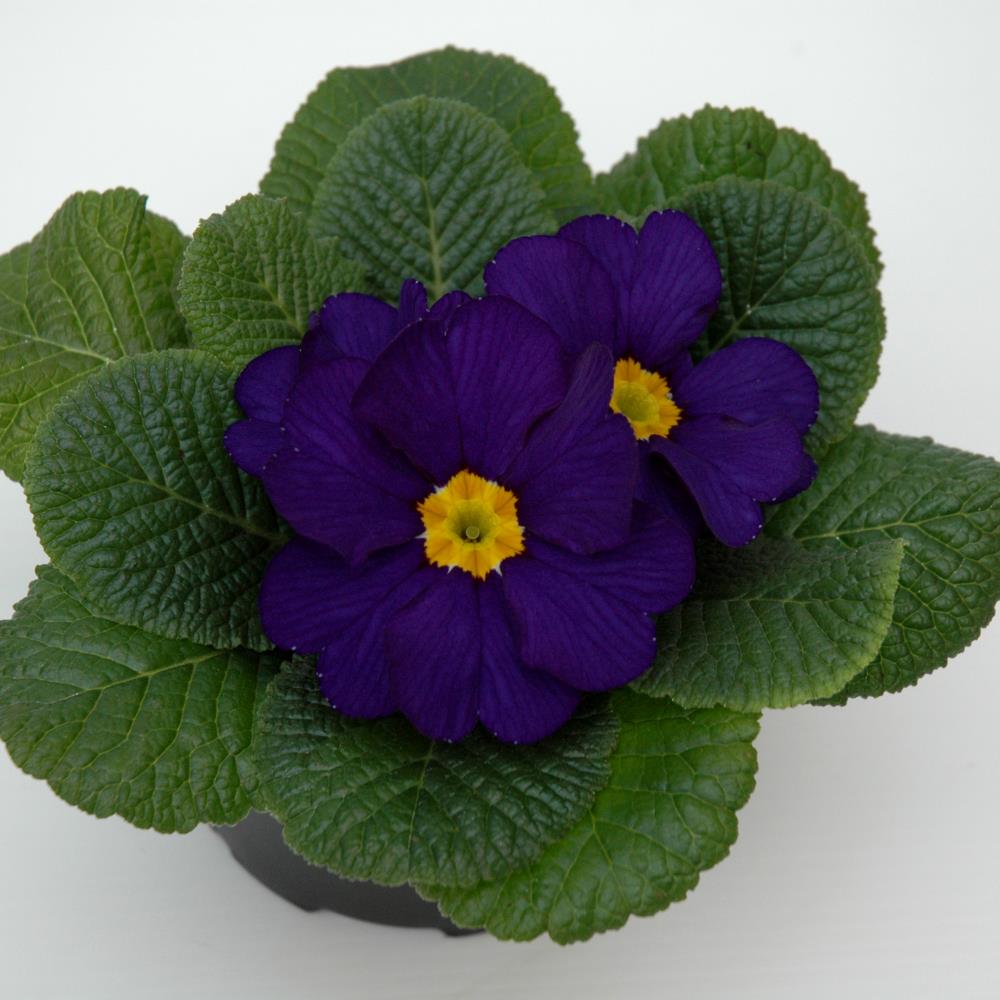 Primula Acaulis 'Evie Blue' X12