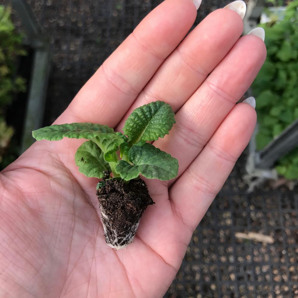 Primula Acaulis 'Evie Orange' X12