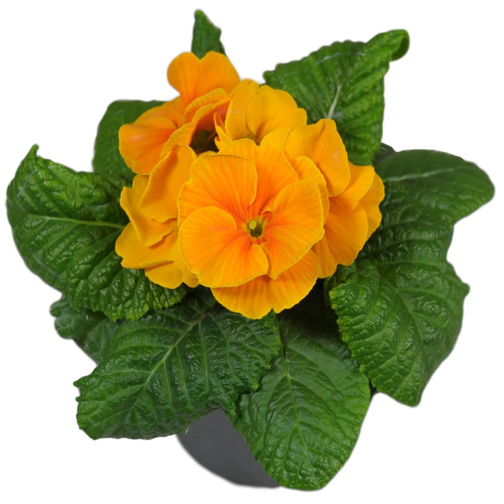 Primula Acaulis 'Evie Orange' X12