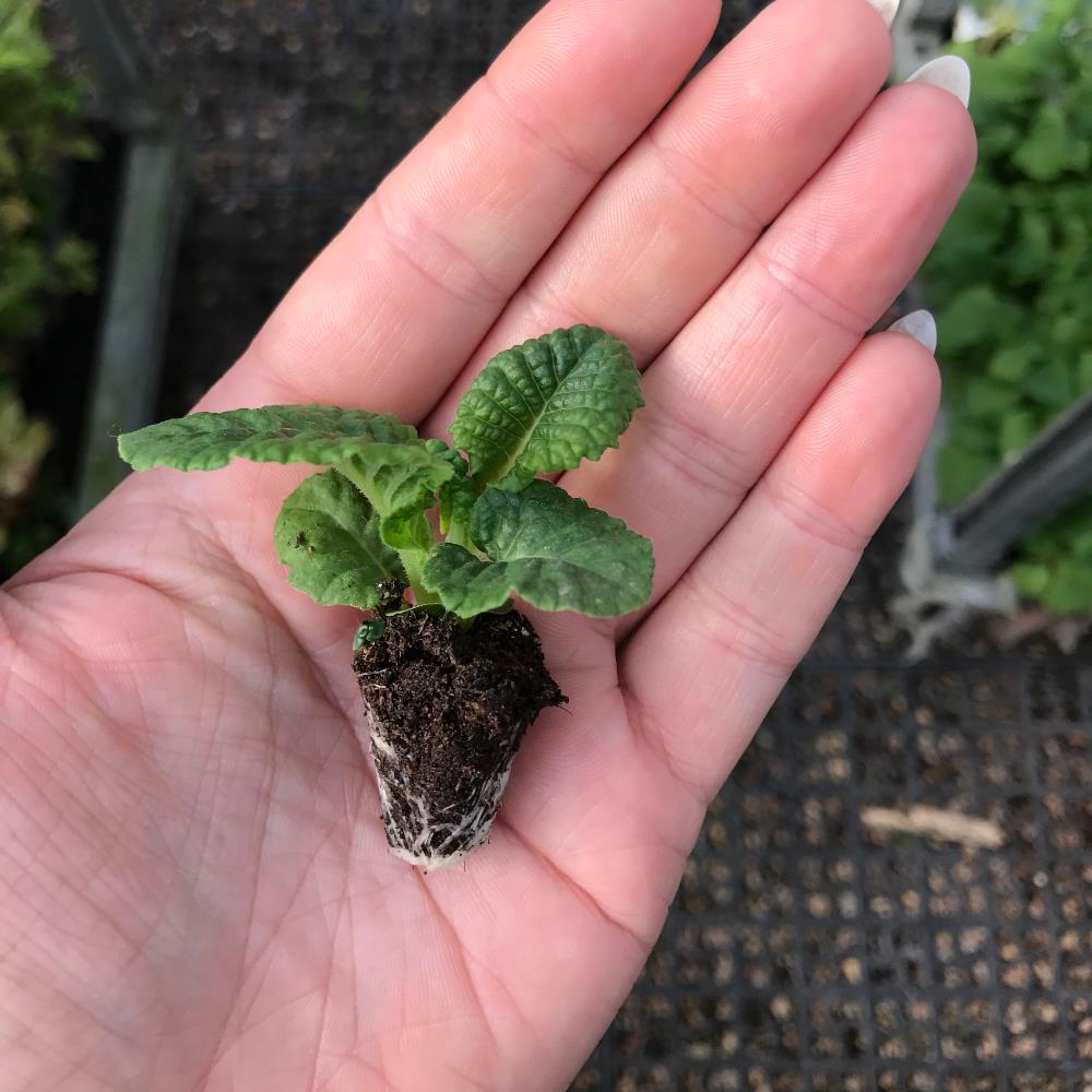 Primula Acaulis 'Evie Rose' X12