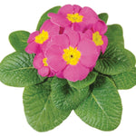 Primula Acaulis 'Evie Rose' X12