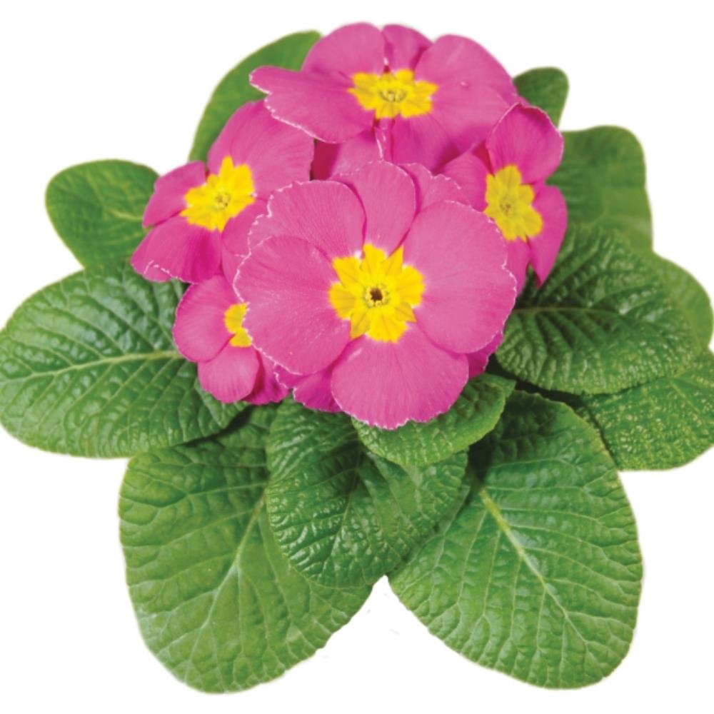 Primula Acaulis 'Evie Rose' X12