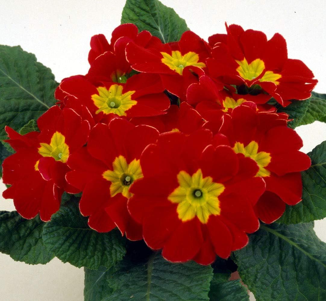 Primula Acaulis 'Evie Red' X12