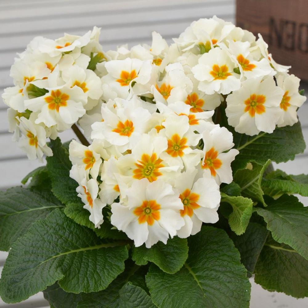 Primula Acaulis 'Evie White' X12
