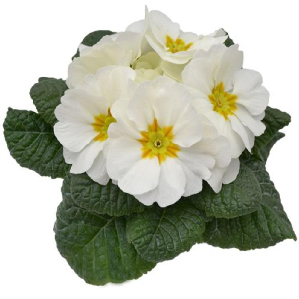 Primula Acaulis 'Evie White' X12