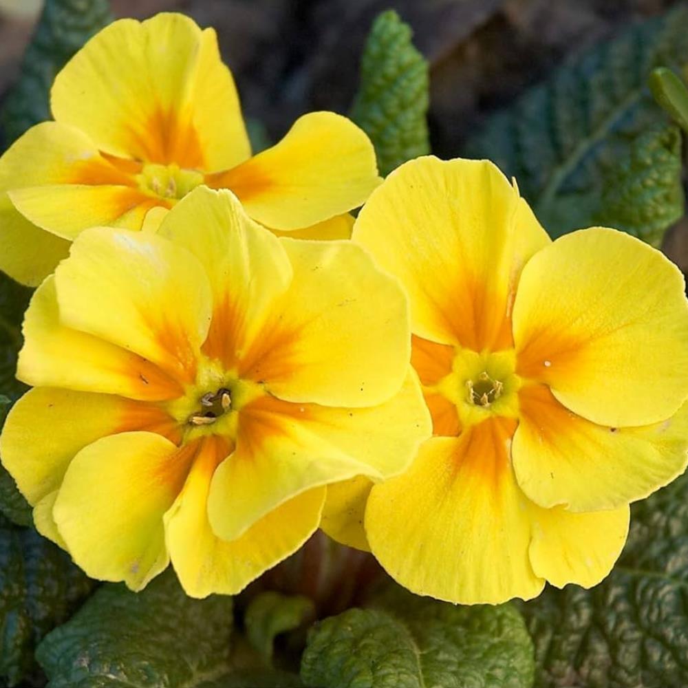 Primula Acaulis 'Evie Yellow' X12