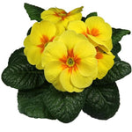 Primula Acaulis 'Evie Yellow' X12