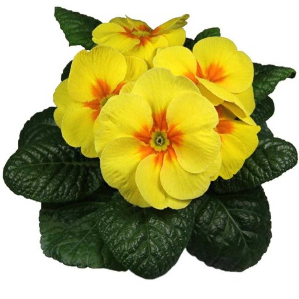 Primula Acaulis 'Evie Yellow' X12