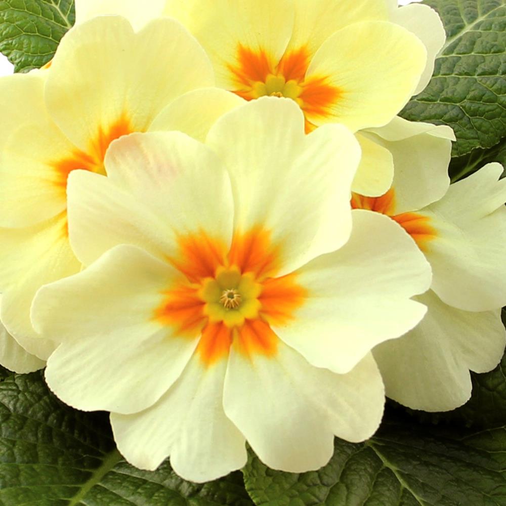 Primula Acaulis 'Evie Cream' X12