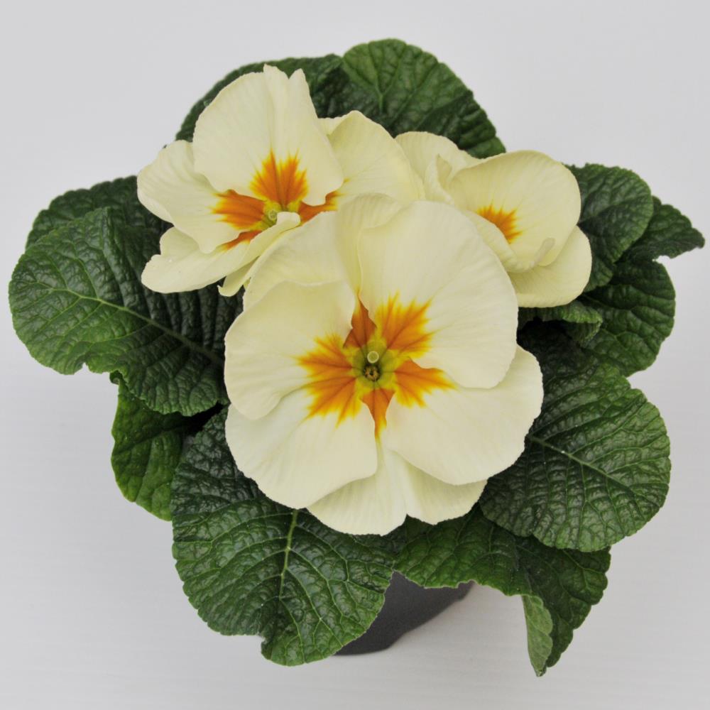 Primula Acaulis 'Evie Cream' X12