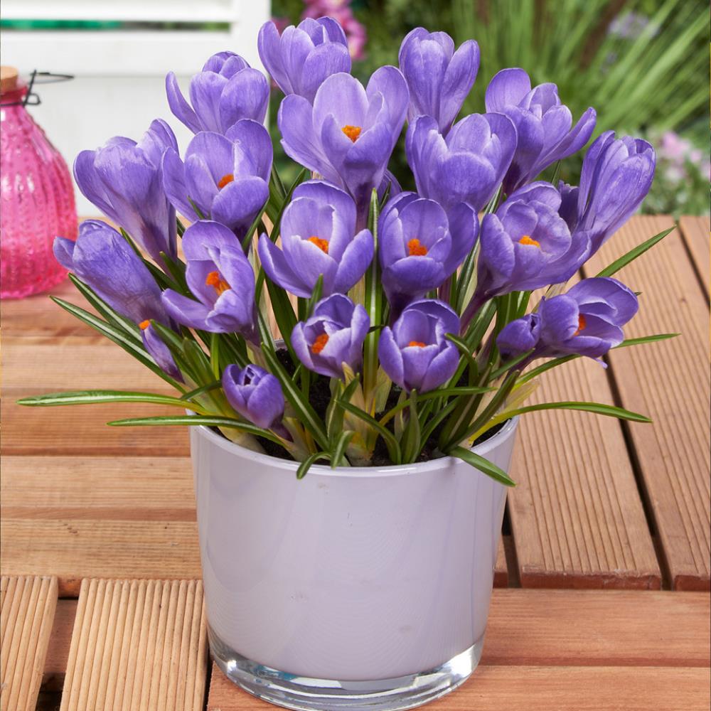 Crocus Vernus 'Grand Maitre'