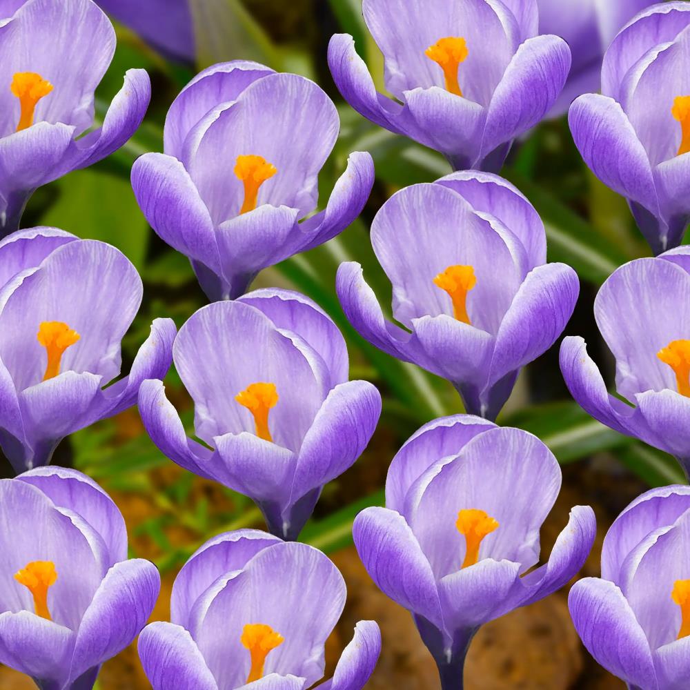 Crocus Vernus 'Grand Maitre'
