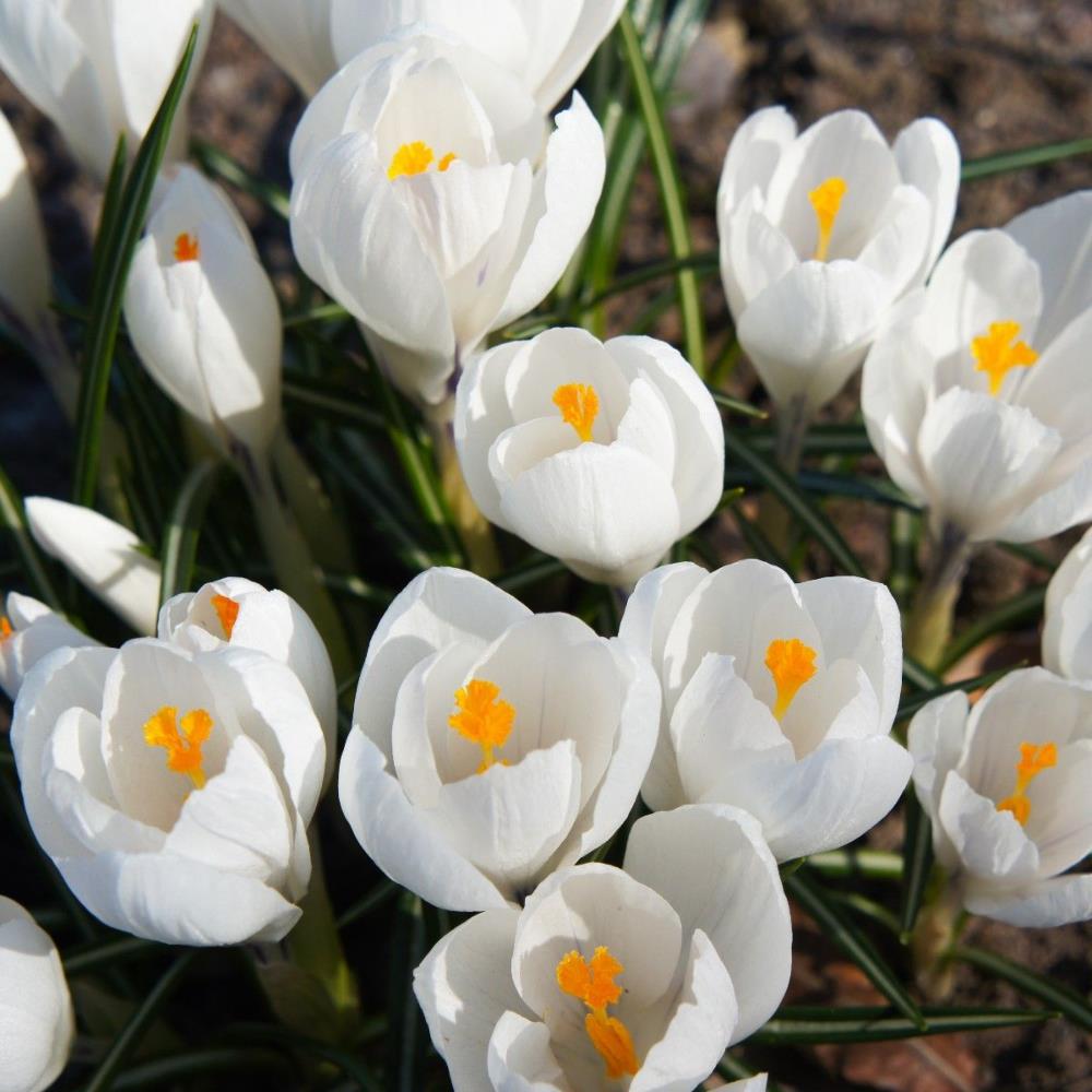 Crocus 'Jeanne D'arc'