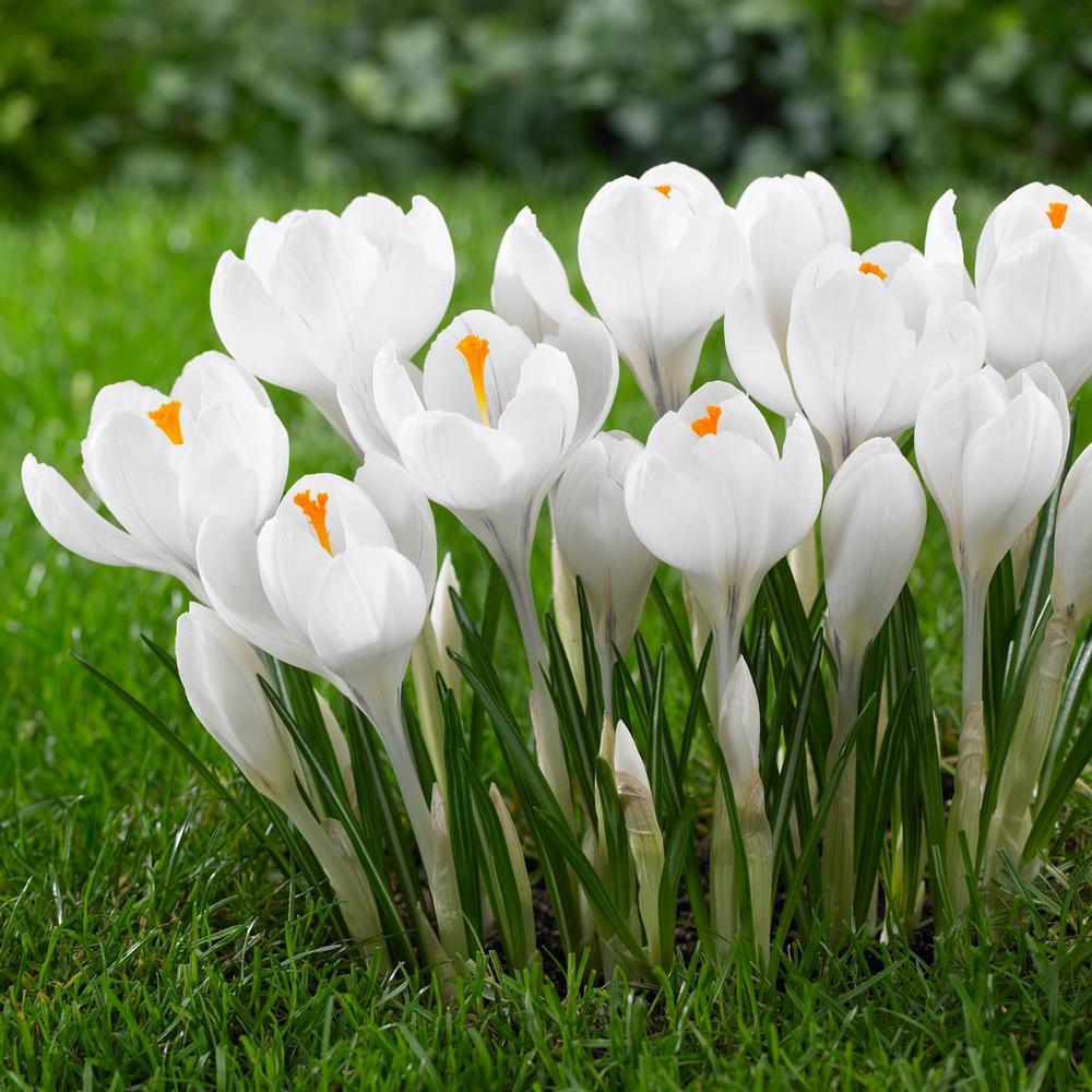 Crocus 'Jeanne D'arc'