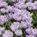 Crocus Vernus 'King of the Striped'