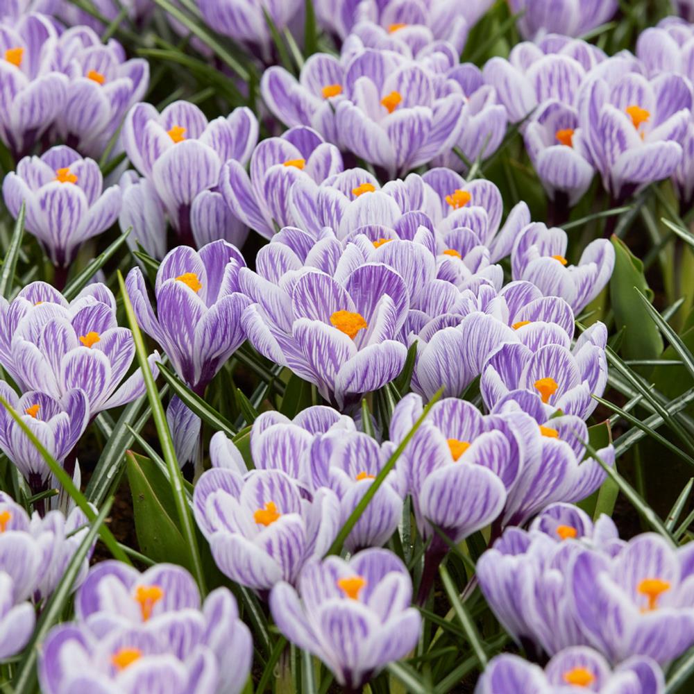 Crocus Vernus 'King of the Striped'