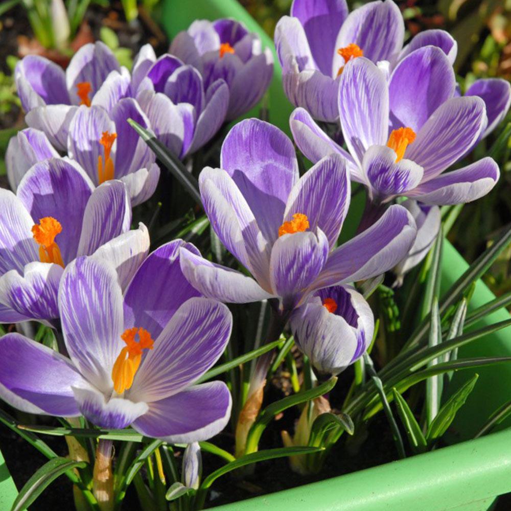 Crocus Vernus 'King of the Striped'