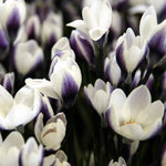 Crocus Chrysanthus 'Prins Claus'