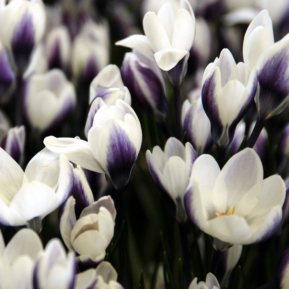 Crocus Chrysanthus 'Prins Claus'