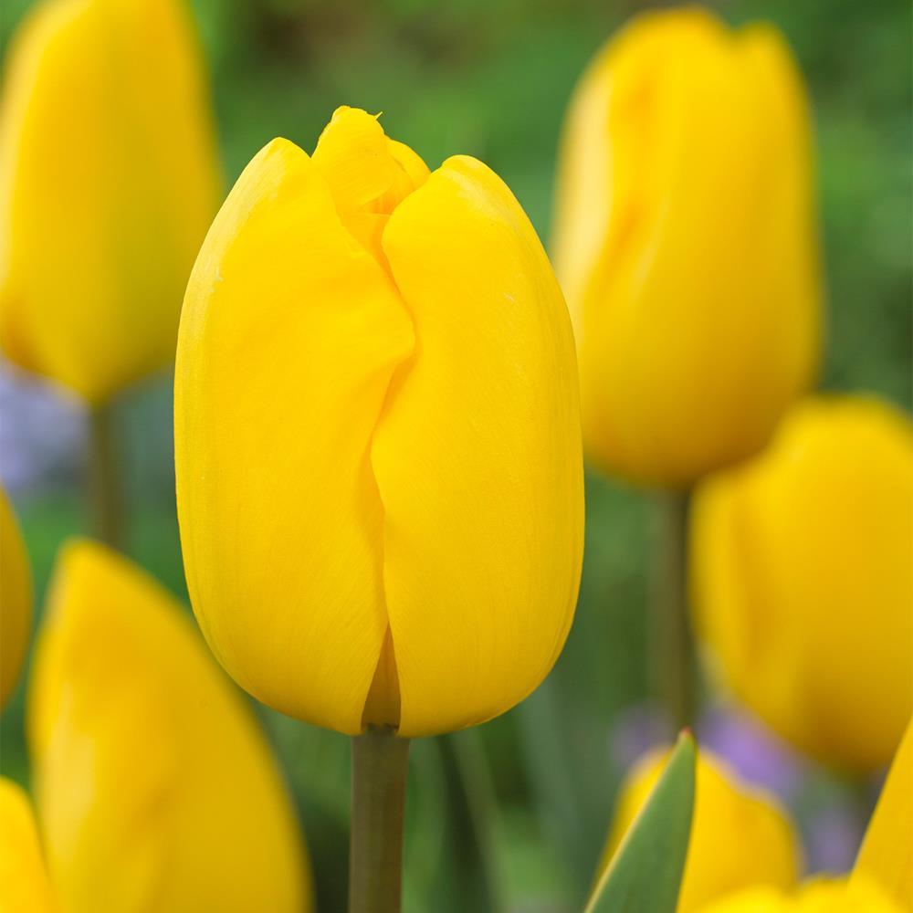 Tulip Jan Van Nes