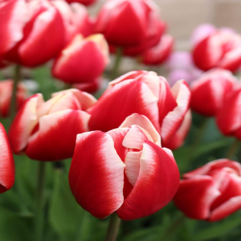 Tulip Triumph 'Leen Van Der Mark' X30