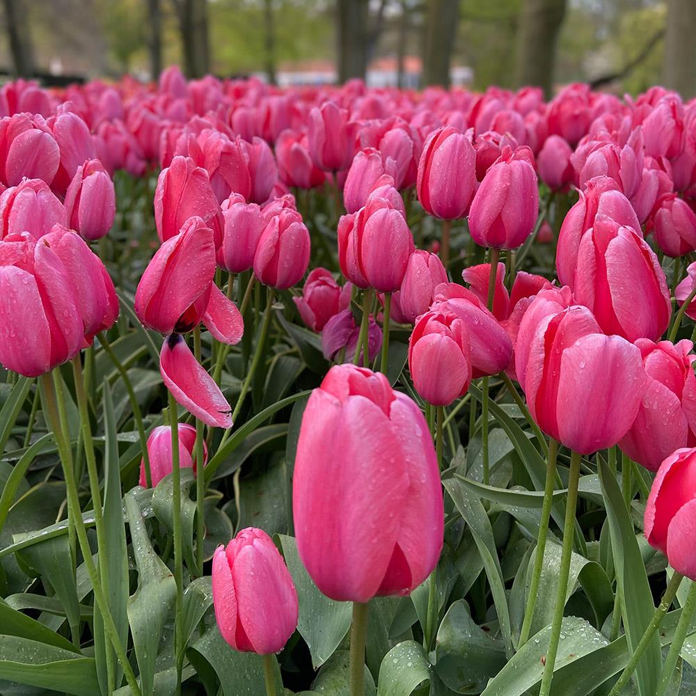 Tulip 'Pink Impression'