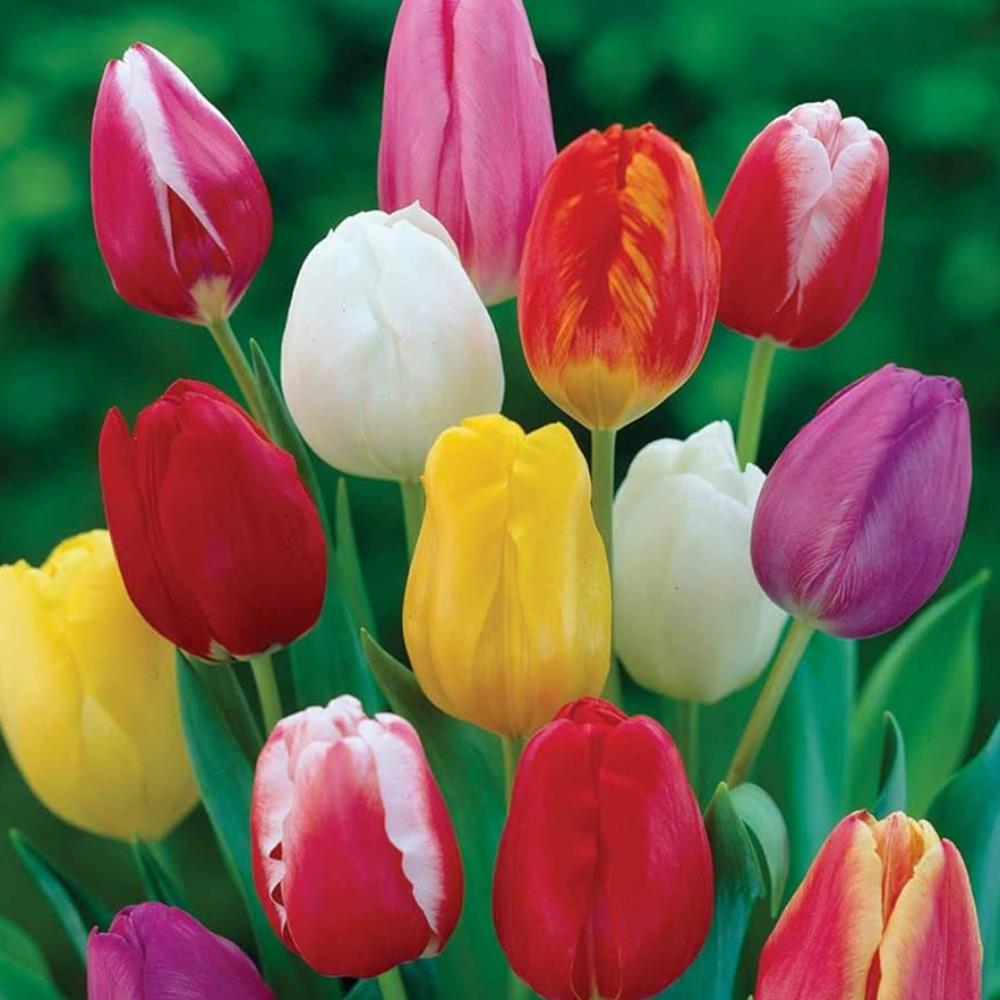 Cottage Tulip Mixed