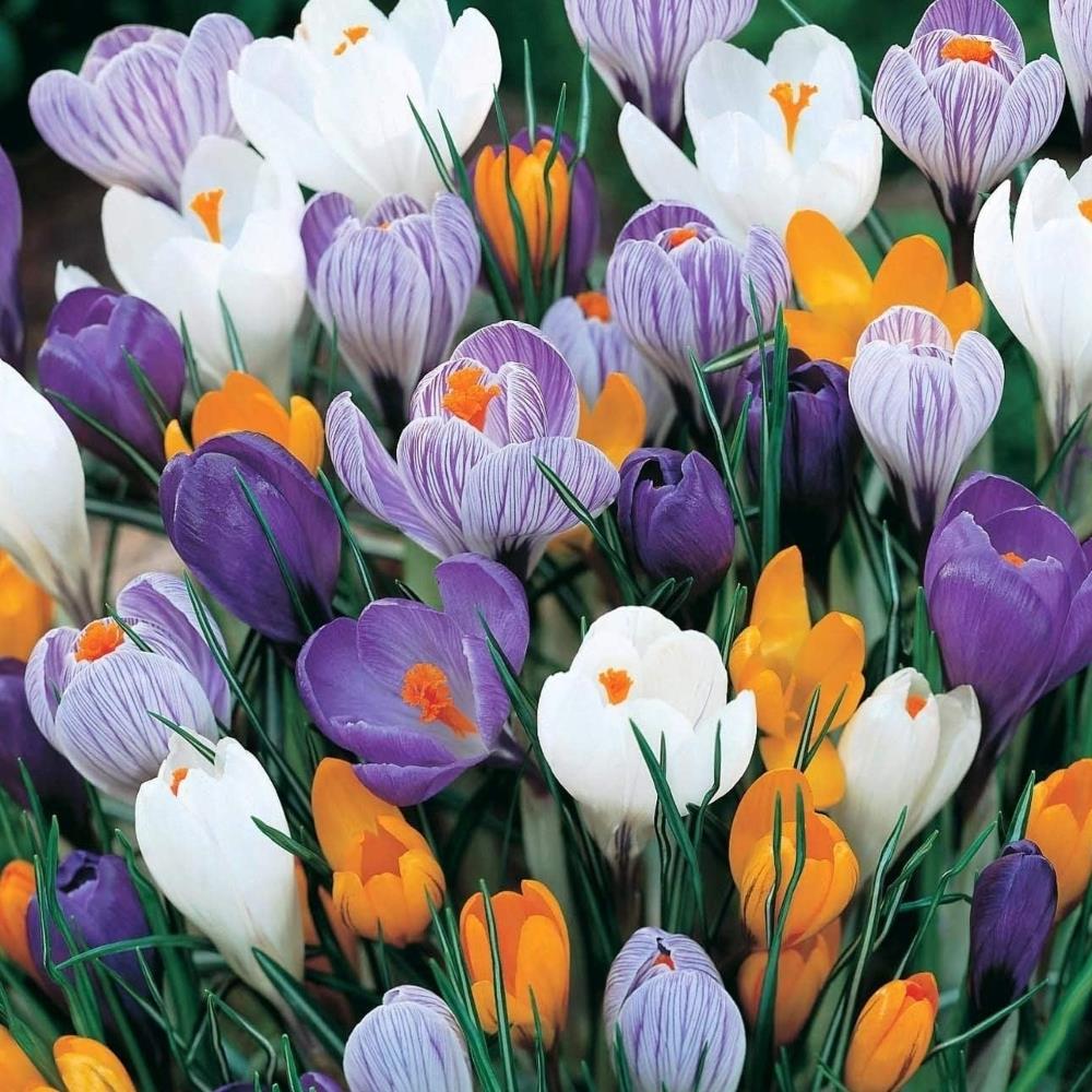 Crocus Vernus Mixed Dutch Large Flowering Bulbs