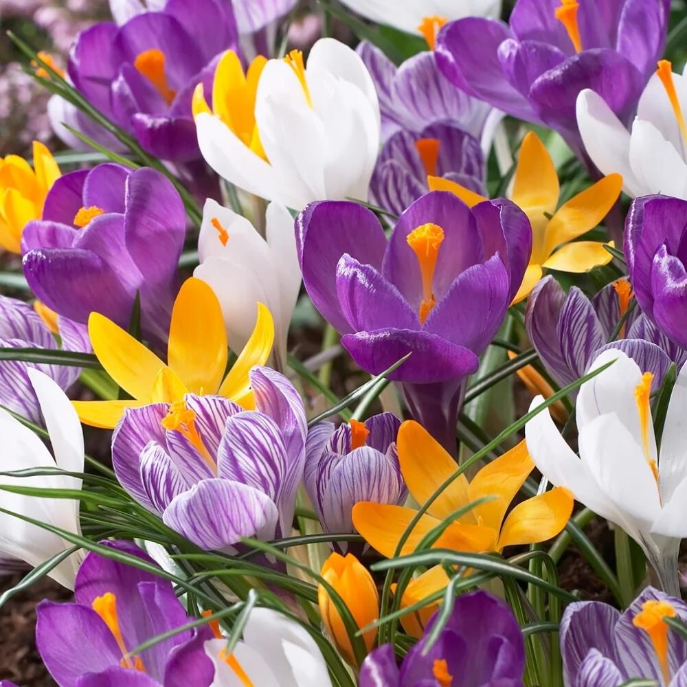 Crocus Vernus Mixed Dutch Large Flowering Bulbs