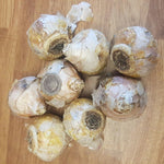 Purple and White Hyacinth Bulb Mix X10
