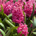 Hyacinth 'Pink Pearl' X10