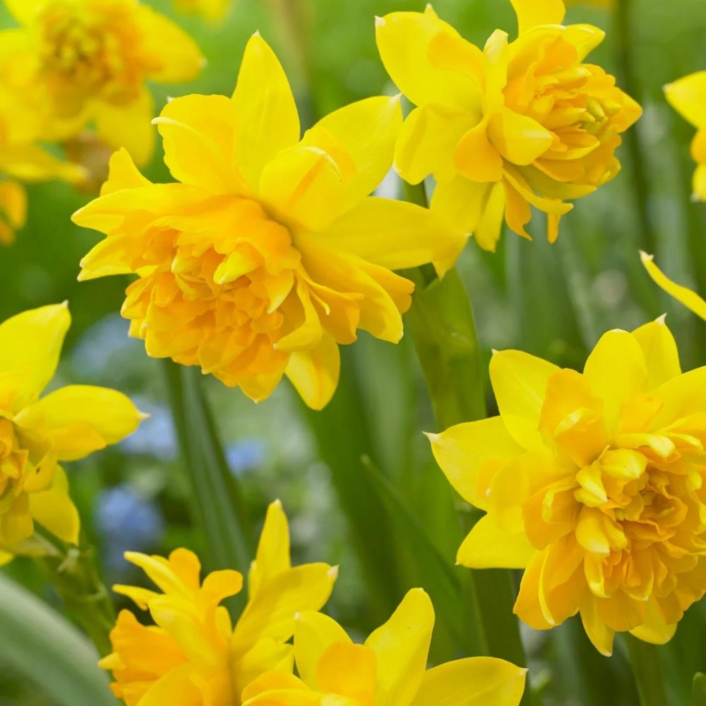 Daffodil Narcissi 'Tete A Tete' X50