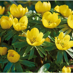 Eranthis cilicia 'Winter Aconite' Bulbs