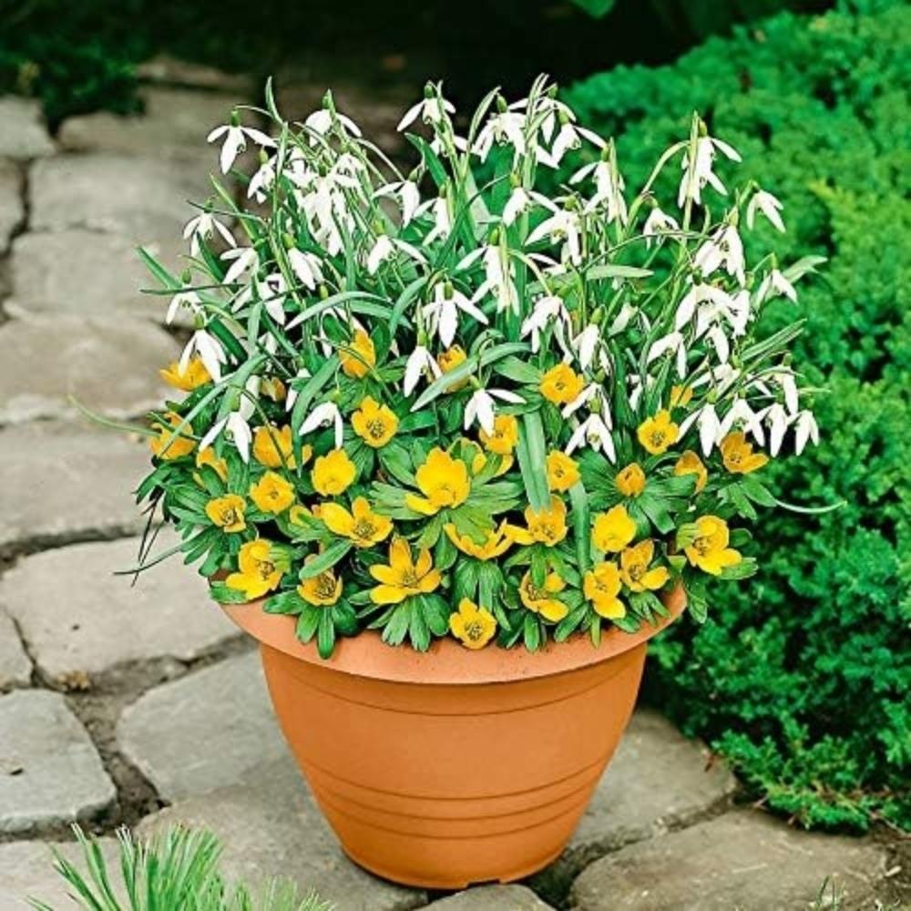 Aconite & Snowdrop Mix X50