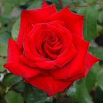 Rose 'My Valentine'