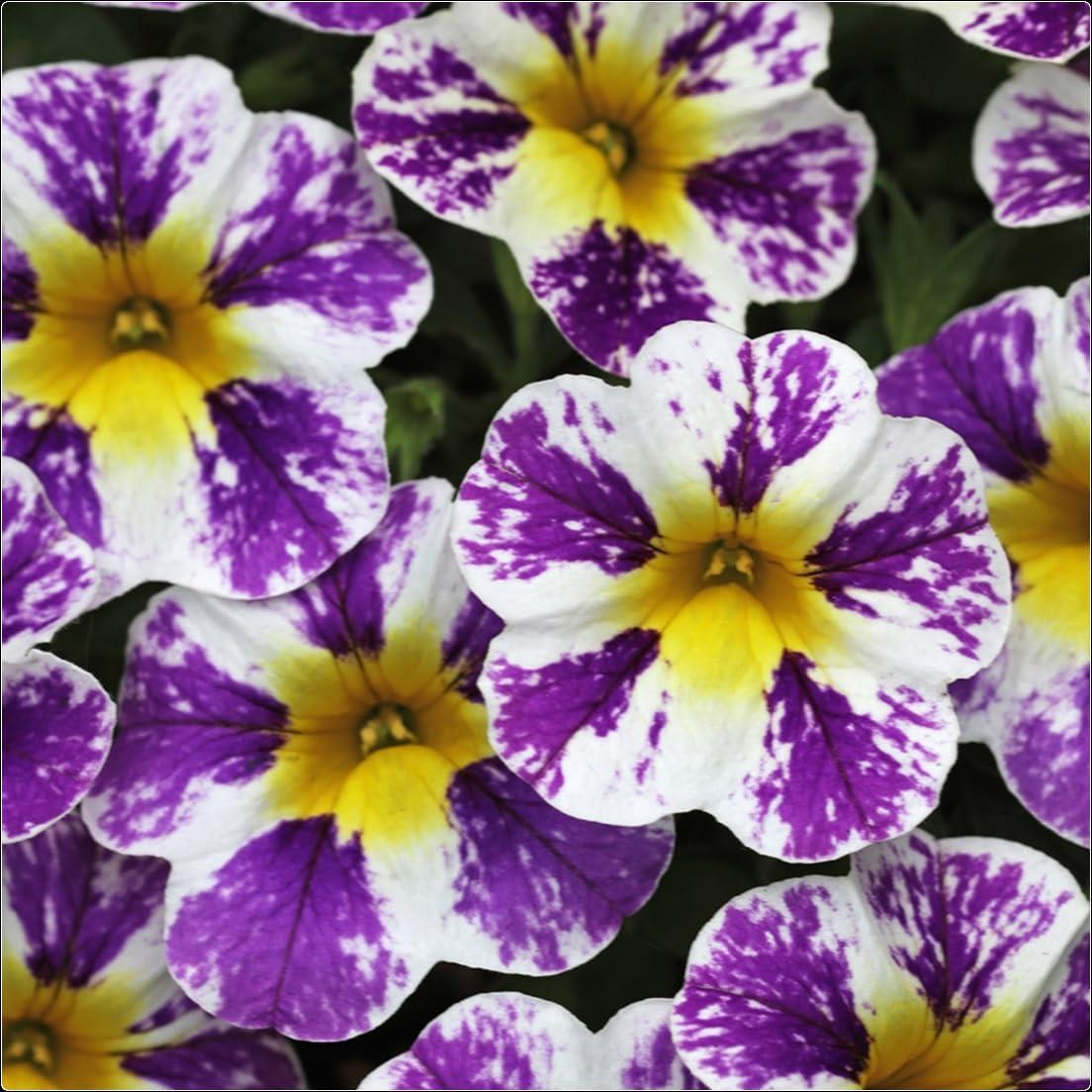 Calibrachoa Candy Shop 'Grape Splash' X5