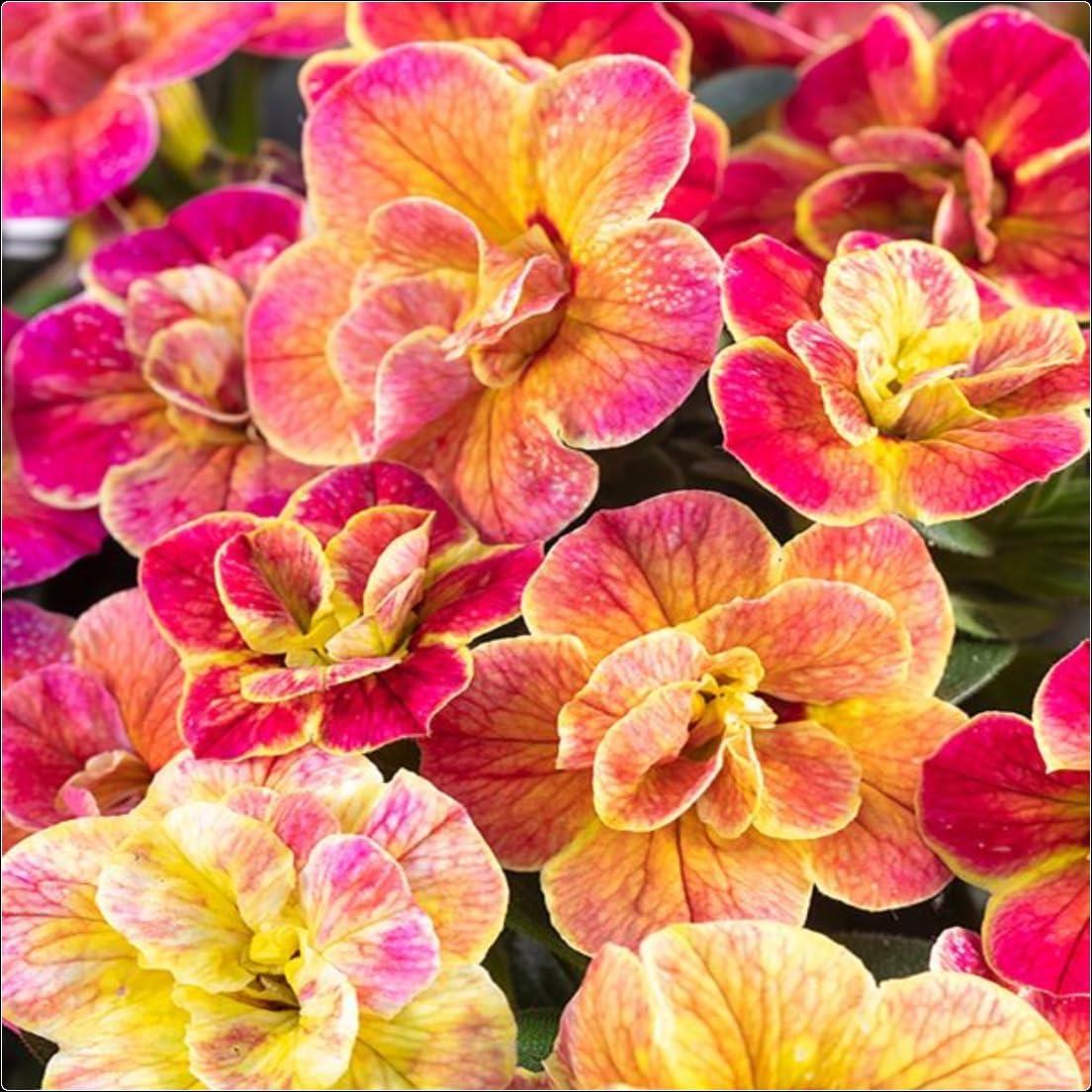 Calibrachoa Chameleon 'Desert Rose' X5