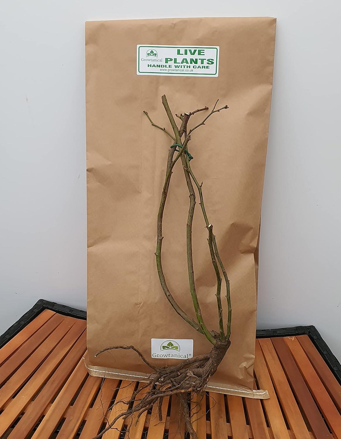 Rose Bare Root 'Rhapsody in Blue'