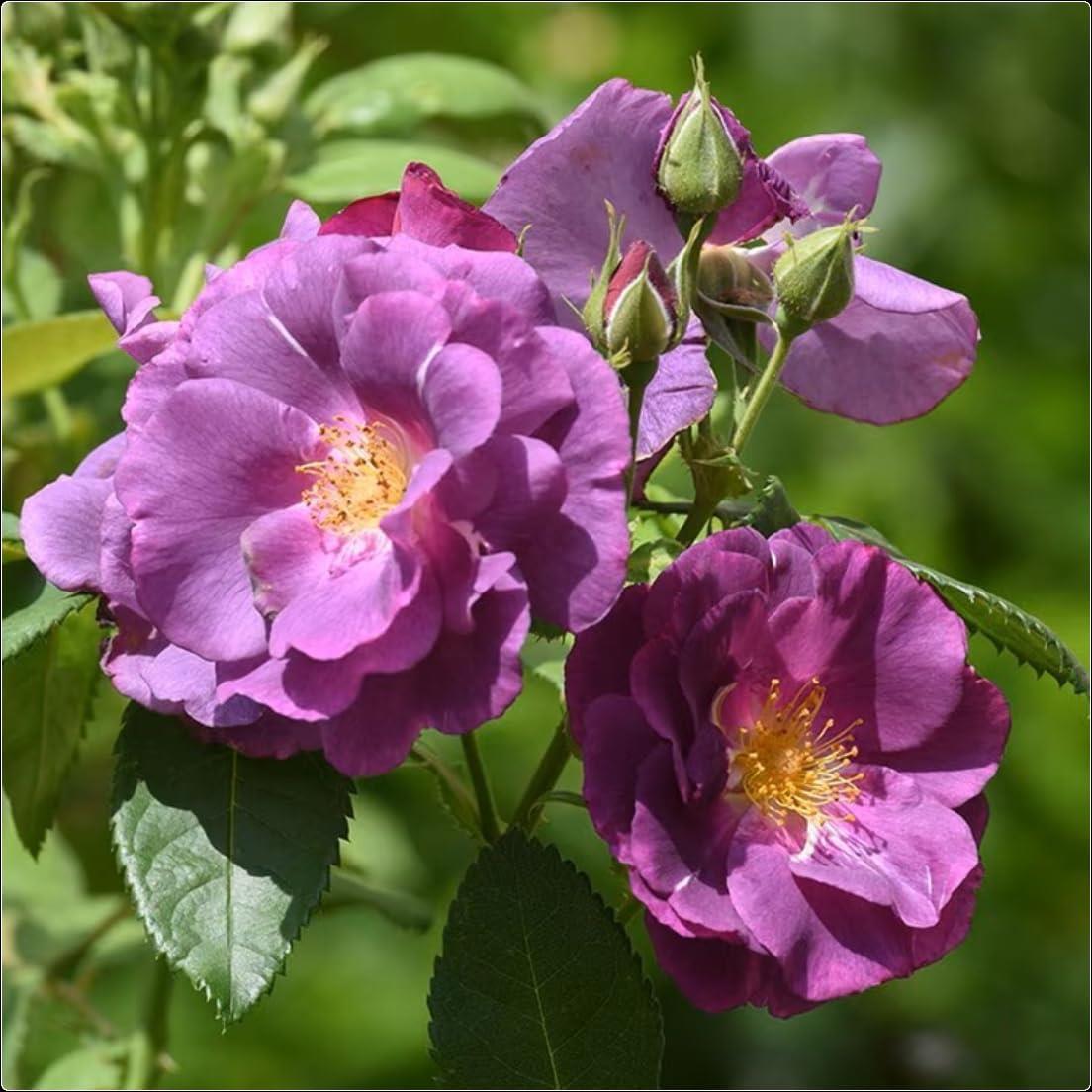 Rose Bare Root 'Rhapsody in Blue'