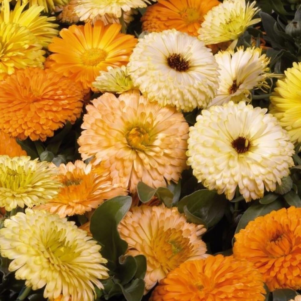 Calendula officinalis 'Bon Bon Mix' X20