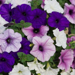 Petunia Frenzy 'Grand Rapids Mixed' X24