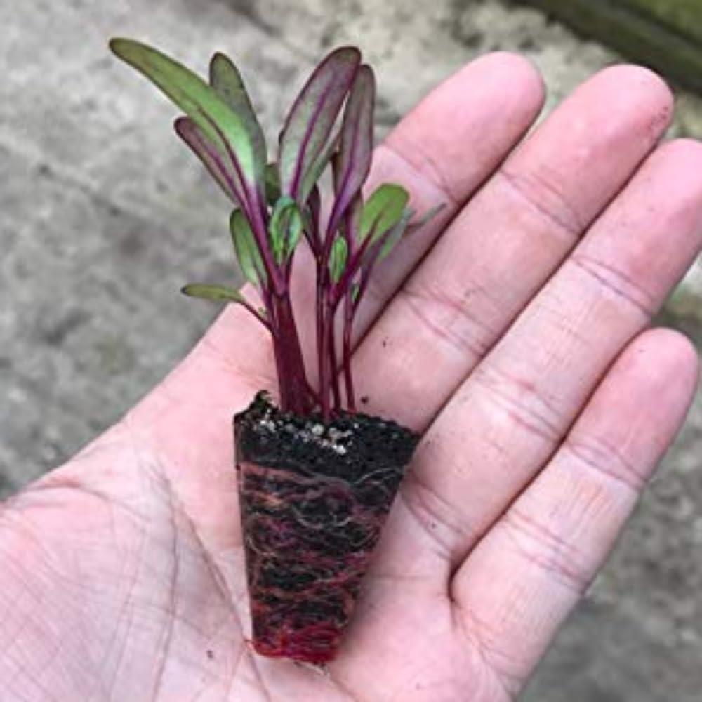 Beetroot 'Rainbow Mix' X6