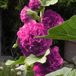 Hollyhock Alcea Rosea 'Chater's Double Violet' X3
