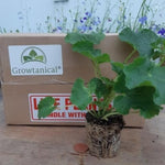 Hollyhock Alcea Rosea 'Chater's Double Apricot' X3