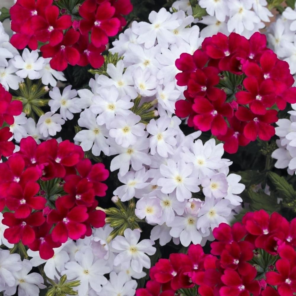 Verbena Quartz XP 'Berries and Cream' X12
