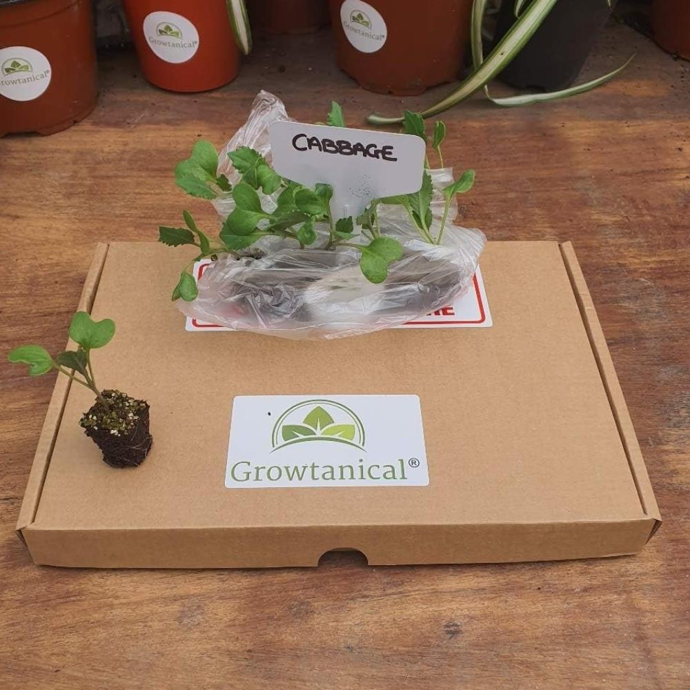 Spring Greens Cabbage Verve F1 X12