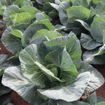 Spring Greens Cabbage Verve F1 X12