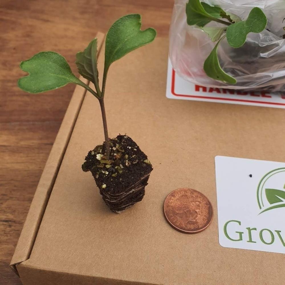 Cauliflower 'Skywalker' X12