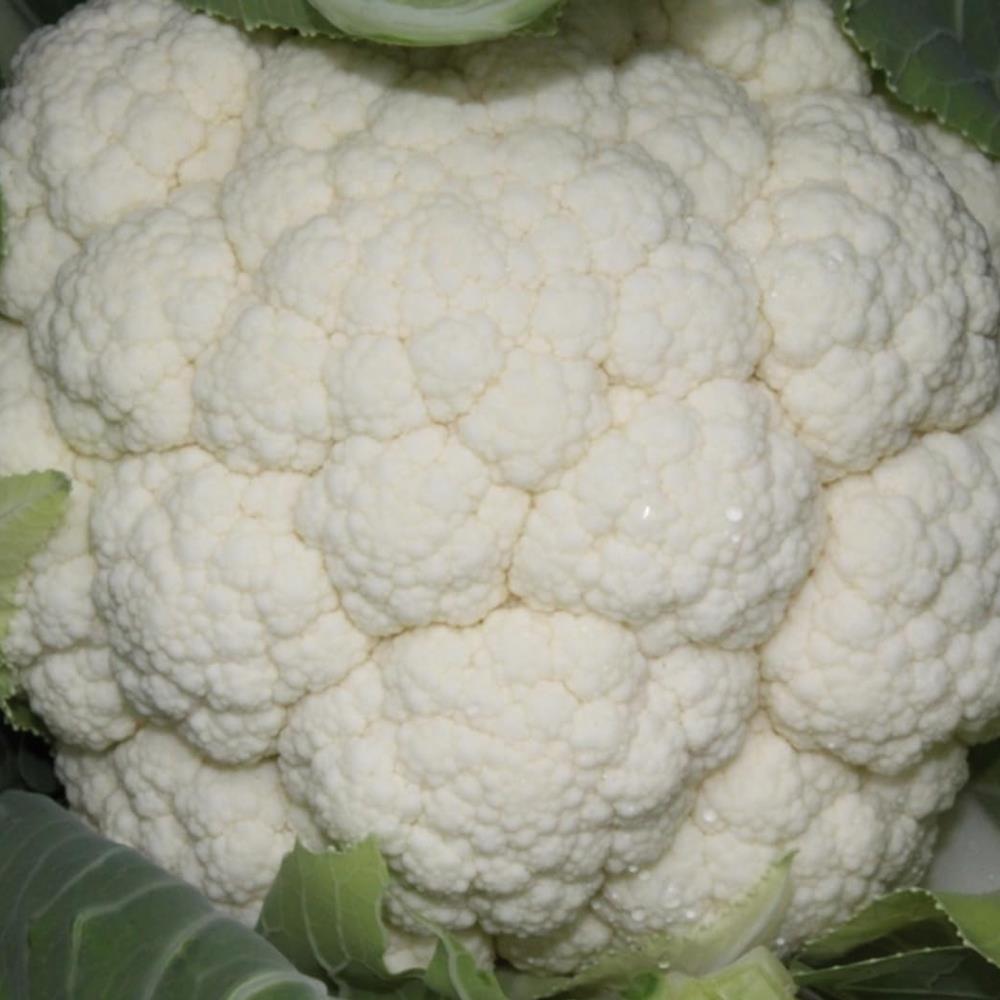 Cauliflower 'Skywalker' X12
